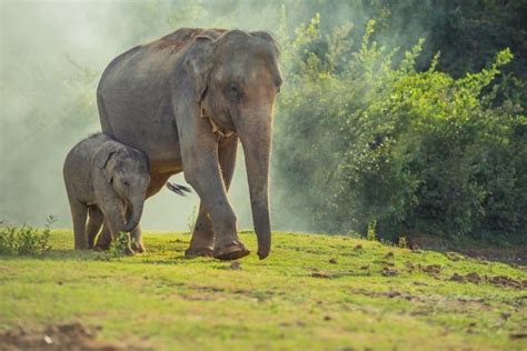 17 Incredible Asian Elephant Facts Fact Animal