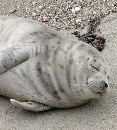 Harbor Seal Facts Seal Conservancy
