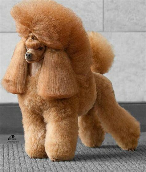 Poodle Cuts Poodle Mix Poodle Puppy Poodle Grooming Pet Grooming