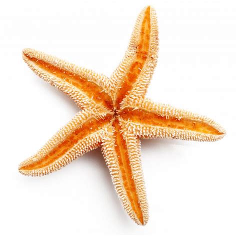What Is A Starfish With Picture