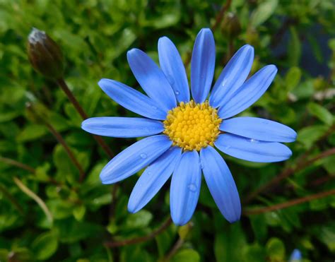 Felicia Blue Daisy Marguerite Daisy A To Z Flowers 0b3