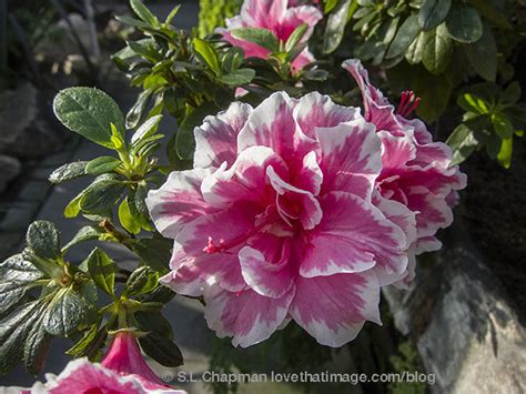 White azalea flowers with pink edges stock photo picture and. Two-tone azalea | Sara's Fave Photo Blog