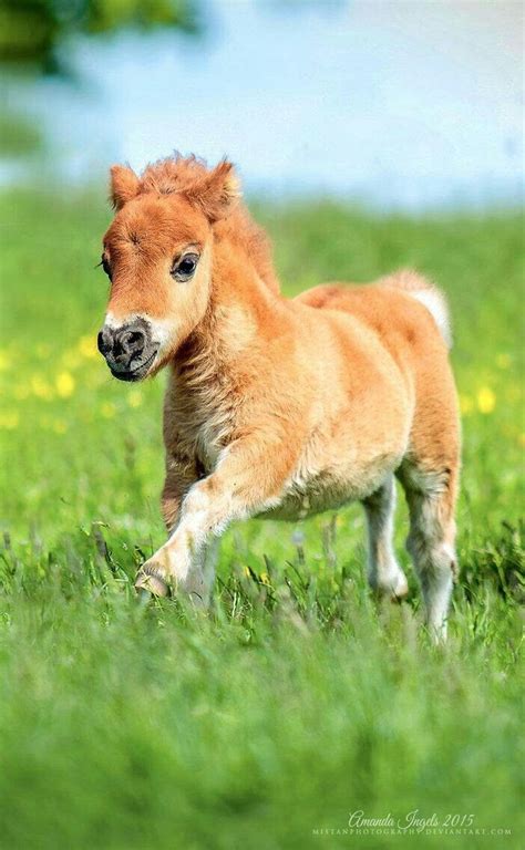 What A Cutie Most Beautiful Horses Pretty Horses Horse Love Animals