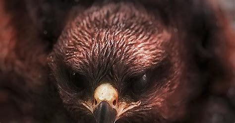 Golden Eagle I Am A Museum Full Of Art But You Had Your Eyes Shut Imgur