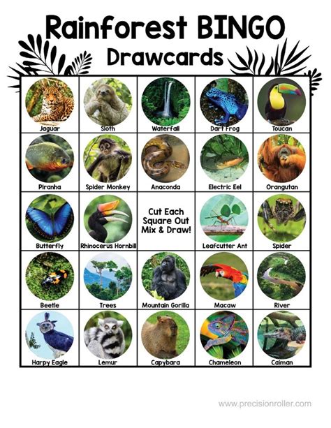 Learn To Identify Rainforest Animals While Playing A Fun Game Of Bingo