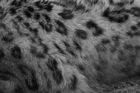Snow Leopard Fur Flickr Photo Sharing
