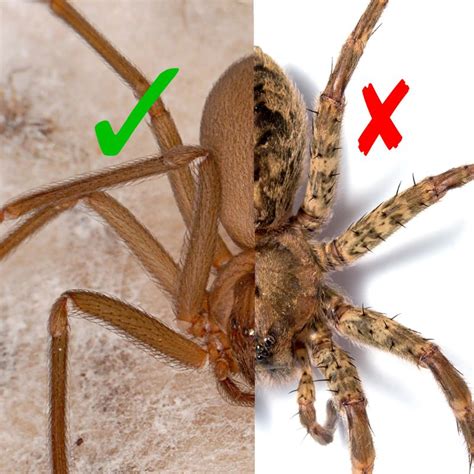 Recluseviolin Spider Identification Brown Recluse Spider Bite Spider