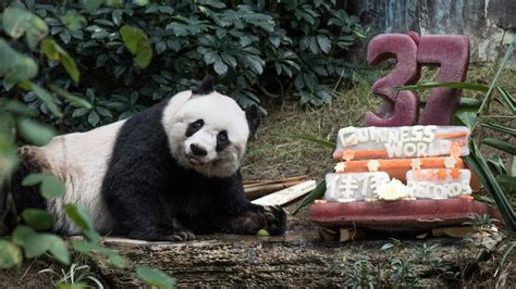 World S Oldest Panda In Captivity Dies At 38 Ctv News