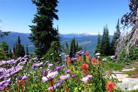 Meadows In The Sky At Mount Revelstoke • Hikes