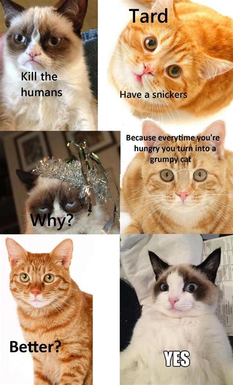 10 Best Grumpy Cat Memes Funny Grumpy Cat Memes Grump
