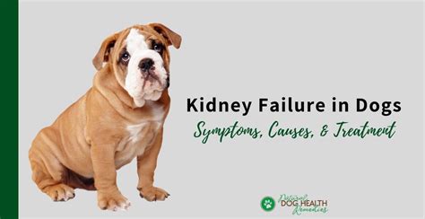What Causes Kidney Disease In Dogs