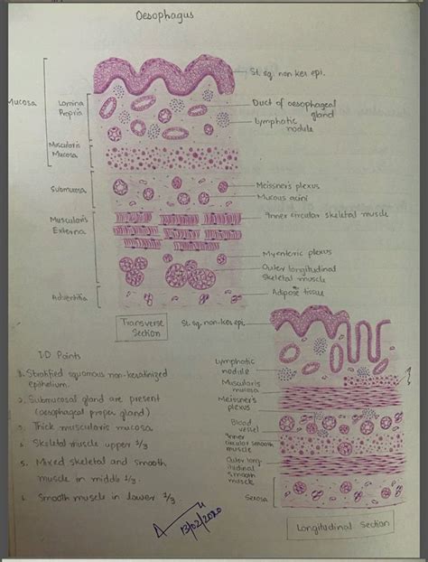 Oesophagus L S And T S Plexus Products Histology Slides Medical