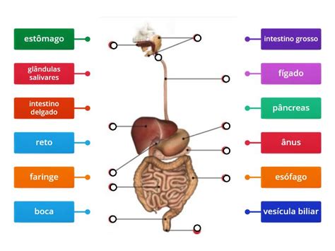 Órgãos do sistema digestivo Labelled diagram