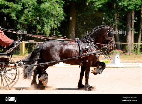 Friesian Horse Combined Driving Carriage Equestrian Sport Stock