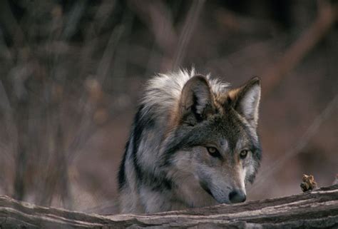 Mexican Gray Wolf At The Rio Grande Zoo In Albuquerque Nm Siberian