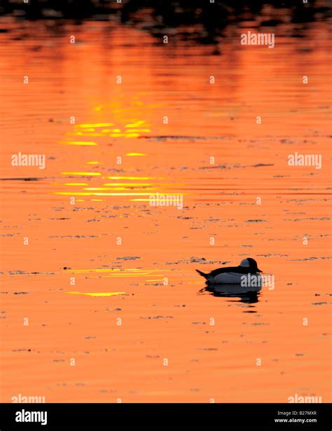 Bufflehead Male At Wilsons Pond During Sunset Nampa Idaho Stock Photo