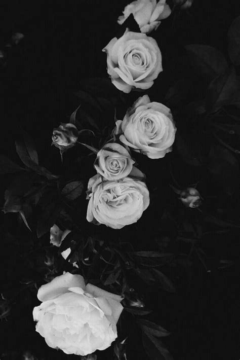 Rose Black And White Aesthetic Wallpaper Download Free Mock Up