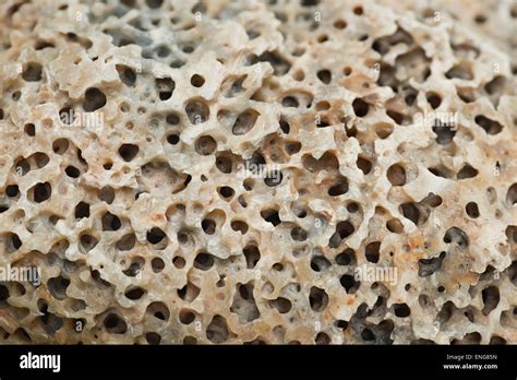 Hole Boring Sponge Sea Creature Making A Mass Of Holes Shelter In Stock