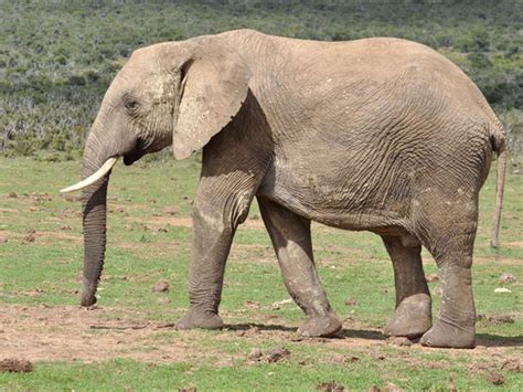 El Elefante Africano Podría Desaparecer De Gran Parte Del