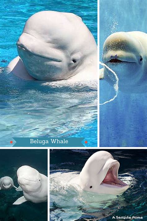 Beluga Whale Also Known As The White Whale They Always Look Like They