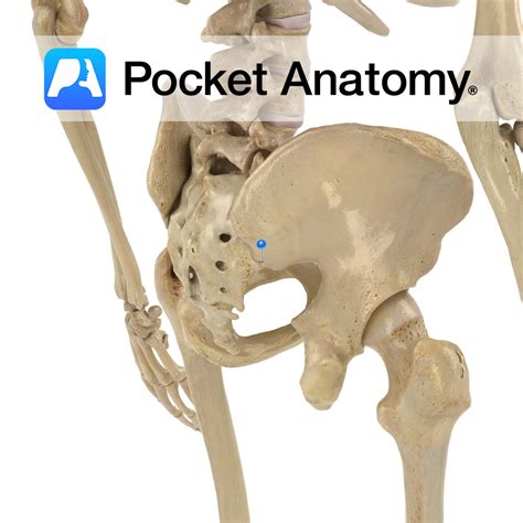 Ilium Posterior Inferior Iliac Spine Pocket Anatomy