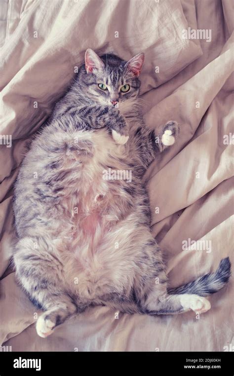 Pregnant Gray Pet Lies Belly Up On The Bed Fat Cat With Big Belly