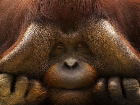 1027929 Animals Wildlife Mammals Orangutan Orangutans Fauna
