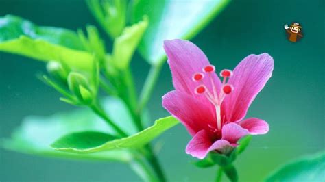 5 Best Flower Names In Tagalog You Must Know Ling App