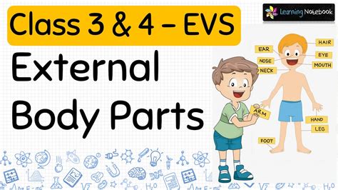 External Body Parts Class 3 Youtube