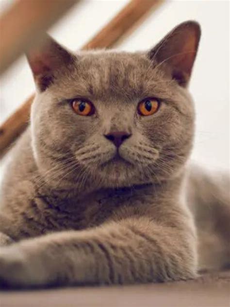 A Guide To British Shorthair Chinchilla Cats Story The Discerning Cat