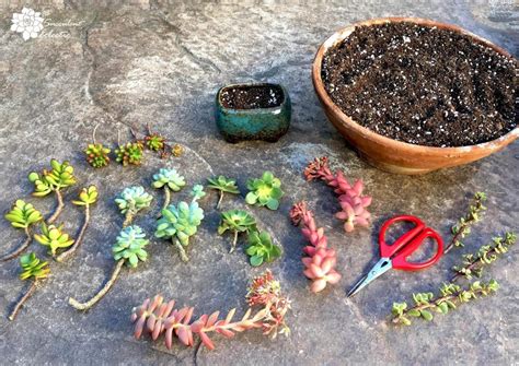 How To Grow Succulent Cuttings The Succulent Eclectic Succulents