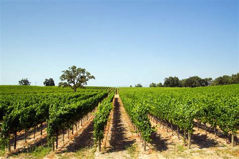 An Easy List Of North Fork And Hamptons Wineries And Vineyards Dans