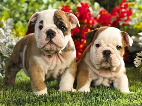 It is a very old american dog used in the south for working, hunting and family/property protection as well as being a devoted companion. French Bulldog Puppies Wallpapers & Pics - Pets Cute and Docile