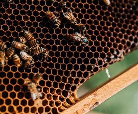 The Role Of The Queen Bee In A Hive Plus 5 Quick Queen Facts The