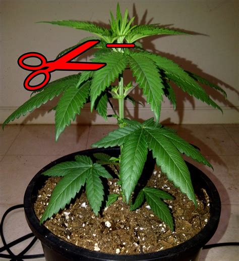 Search within marihuana flowers definitions. 7 Unfortunate Plant Training Mistakes | Grow Weed Easy