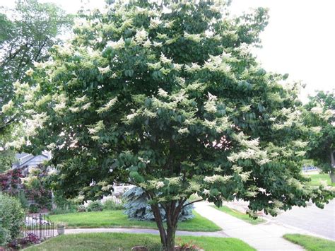 Plantfiles Pictures Japanese Tree Lilac Syringa Reticulata 12 By Ocimumnate Lilac Tree
