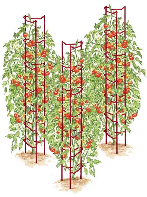 Tomato Ladders Set Of 3 Tomato Planter Tomato Trellis Cucumber
