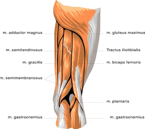 Select a muscle and it provides the exercises to workout the selected muscle. anatomy leg muscles