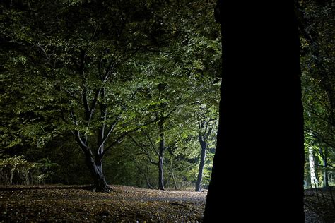 Forest Glow Trees Lit At Night Photograph By Peskymonkey Fine Art America