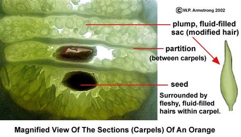 Fruit Terminology Part 4 Plant Lessons Mulberry Fruit Biology Plants