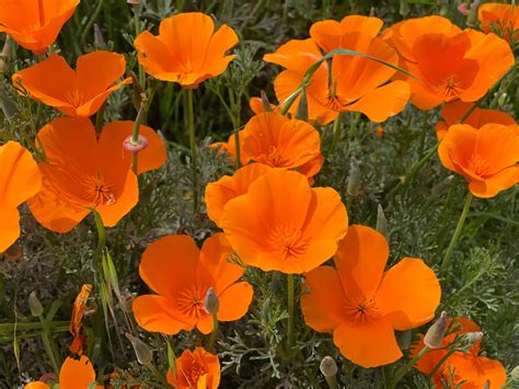 Poppies make for popular viewing - Monterey Herald