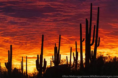 Sonoran Desert Sunset Tucson Arizona Photos By Ron Niebrugge