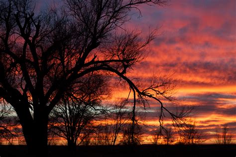 Free Images Tree Nature Branch Cloud Sunrise Sunset Dawn
