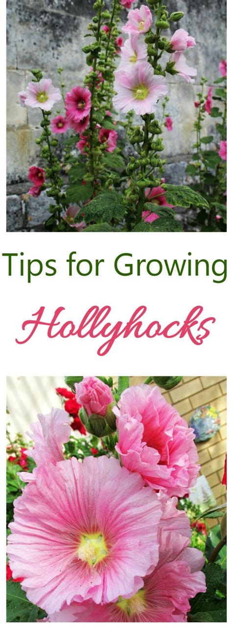 Growing Hollyhocks A Traditional Cottage Garden Favorite