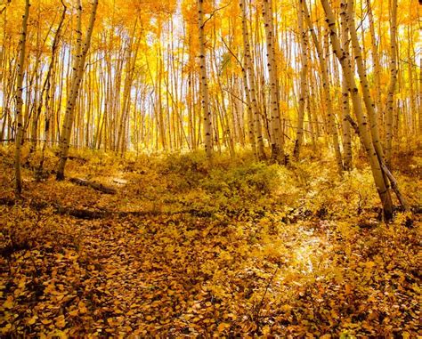 Top Crested Butte Fall Drives Iron Horse Property Management