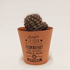 Mini Cactus Y Suculentas Con Frases Bonitas