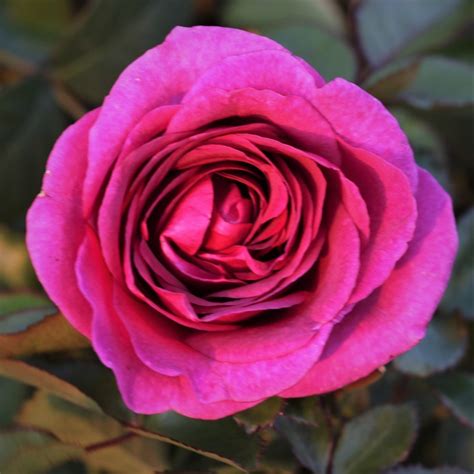 Timeless Purple UK Potted Rose Colin Gregory Roses Ltd