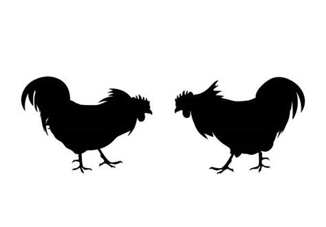 Best Cock Fighting Illustrations Royalty Free Vector Graphics And Clip