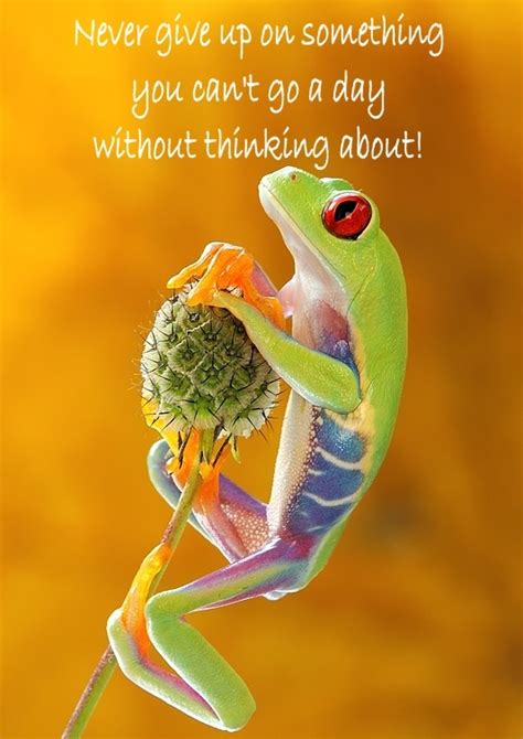Quote About Frogs Wise Frog Quotes Quotesgram These Frog Quotes