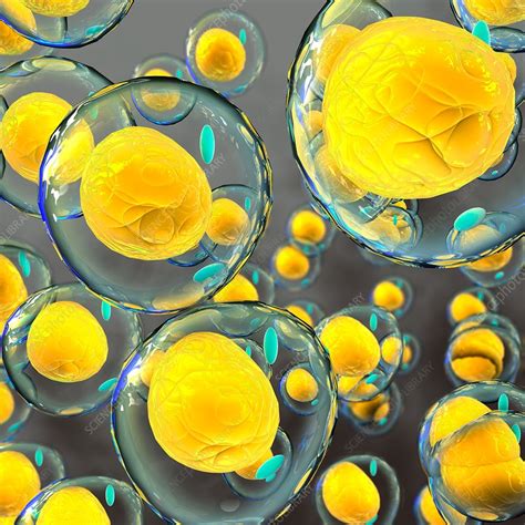 Fat Cells Illustration Stock Image C0380756 Science Photo Library